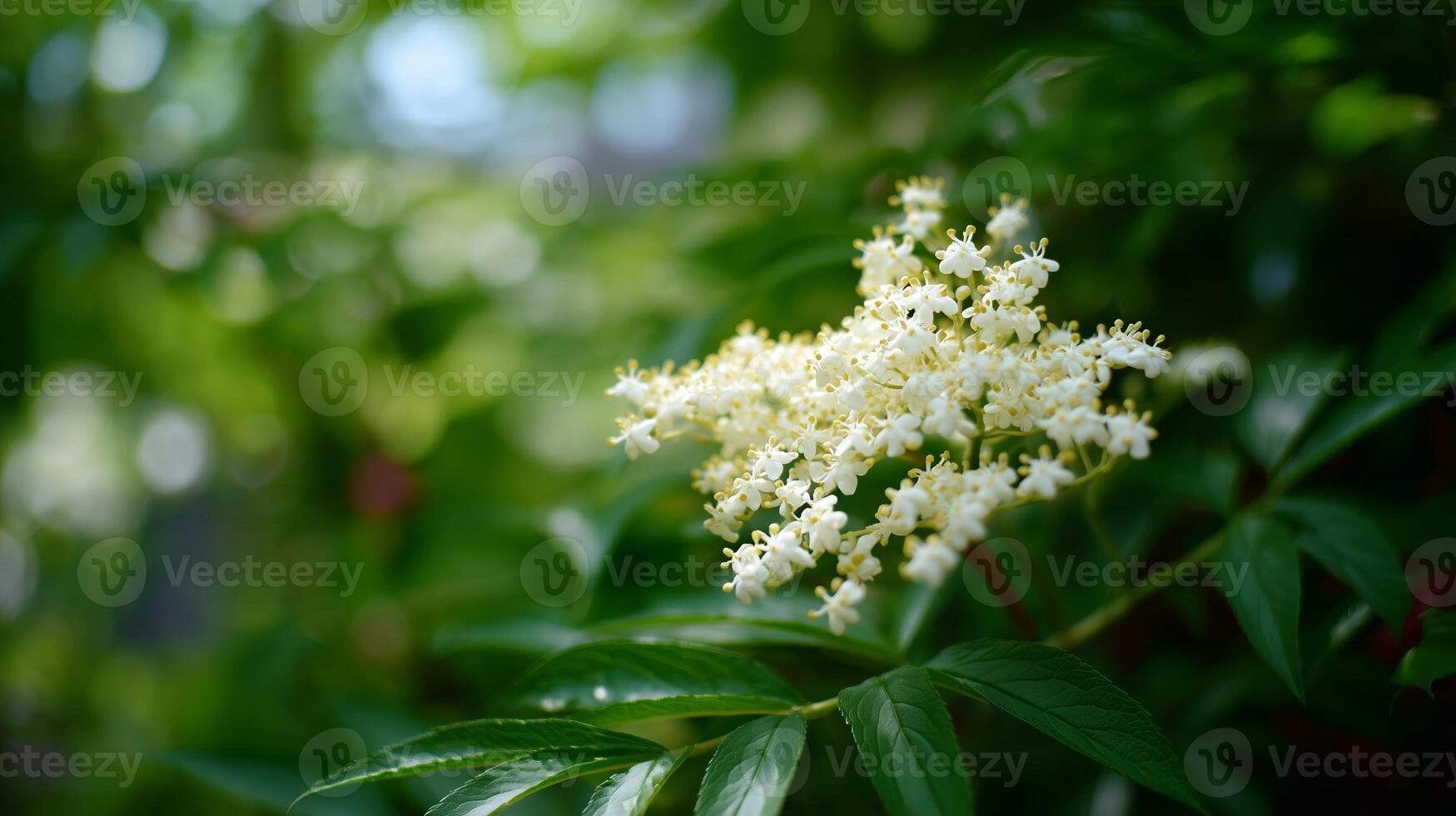 Elderflower blossoms bloom in a lush green setting during the warm daylight of summer photo