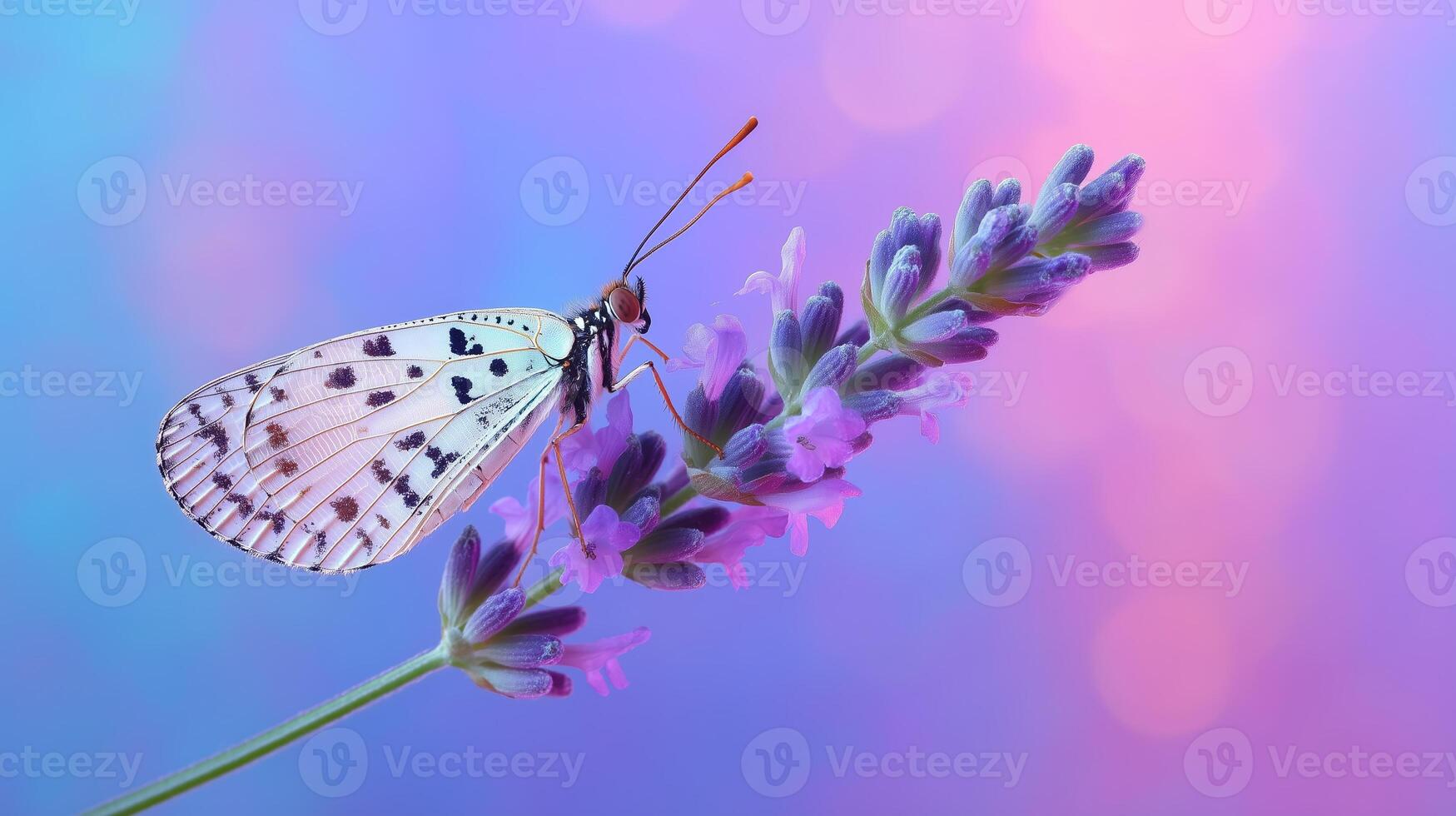 Beautiful butterfly perched on a lavender flower against a colorful background during daylight photo