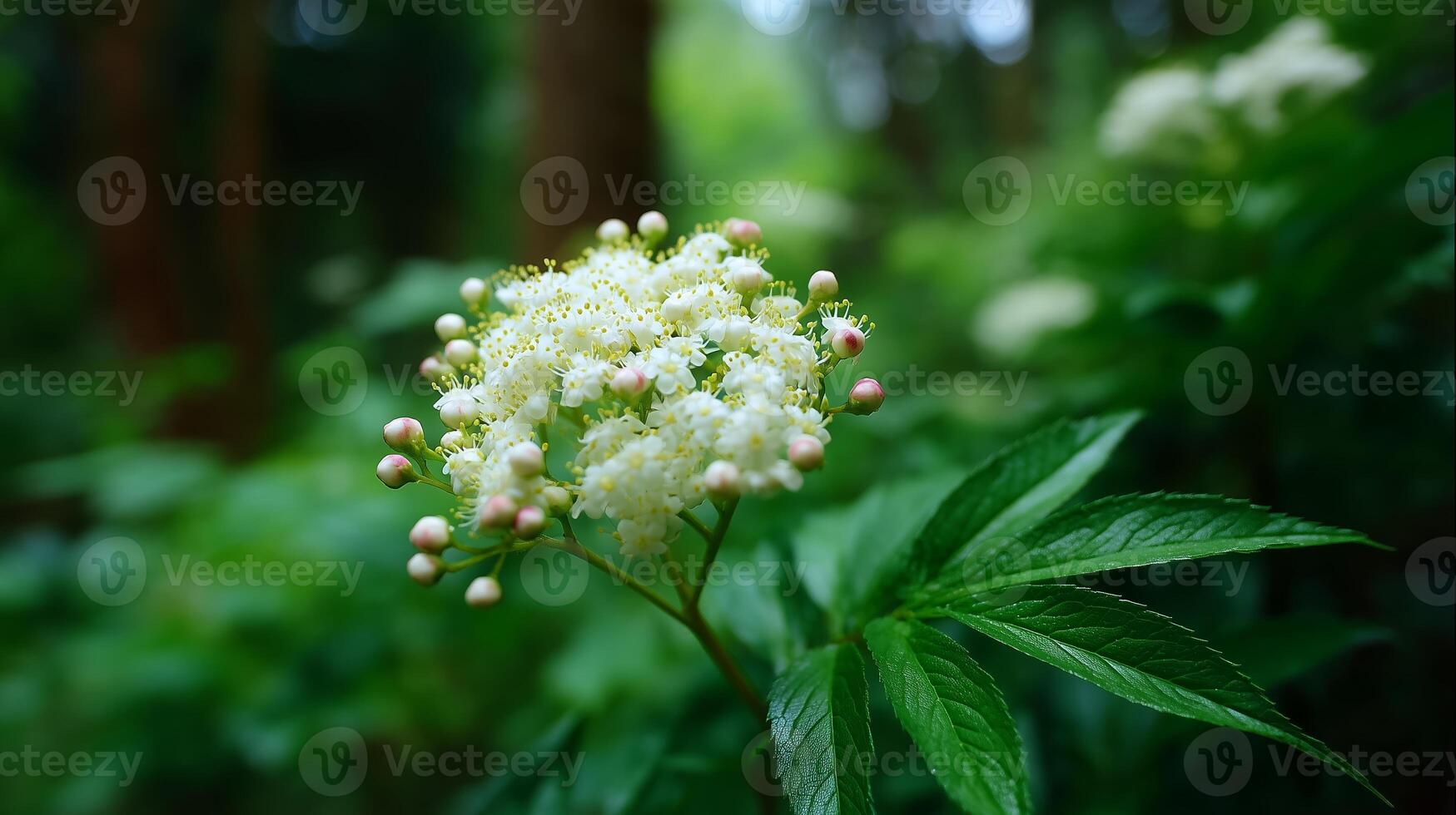 Delicate white blossoms and green leaves in a tranquil forest setting during springtime photo