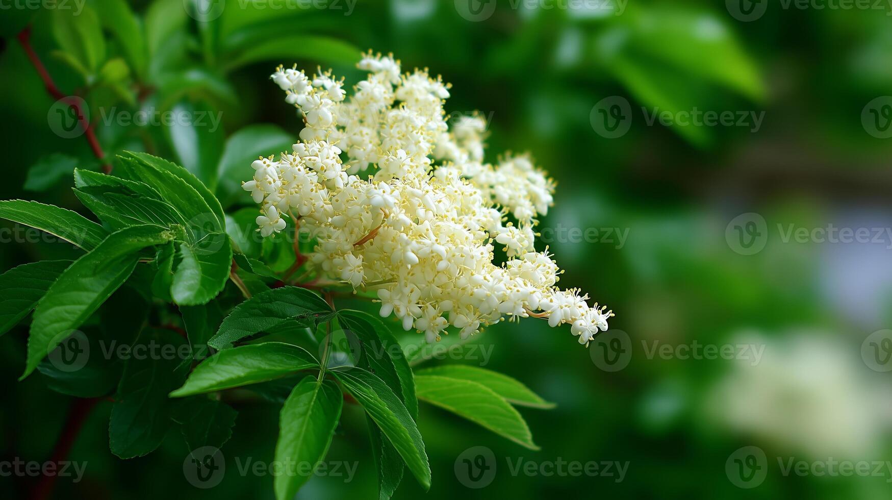 Blossoming white flowers on a green bush during a sunny afternoon in a serene garden photo