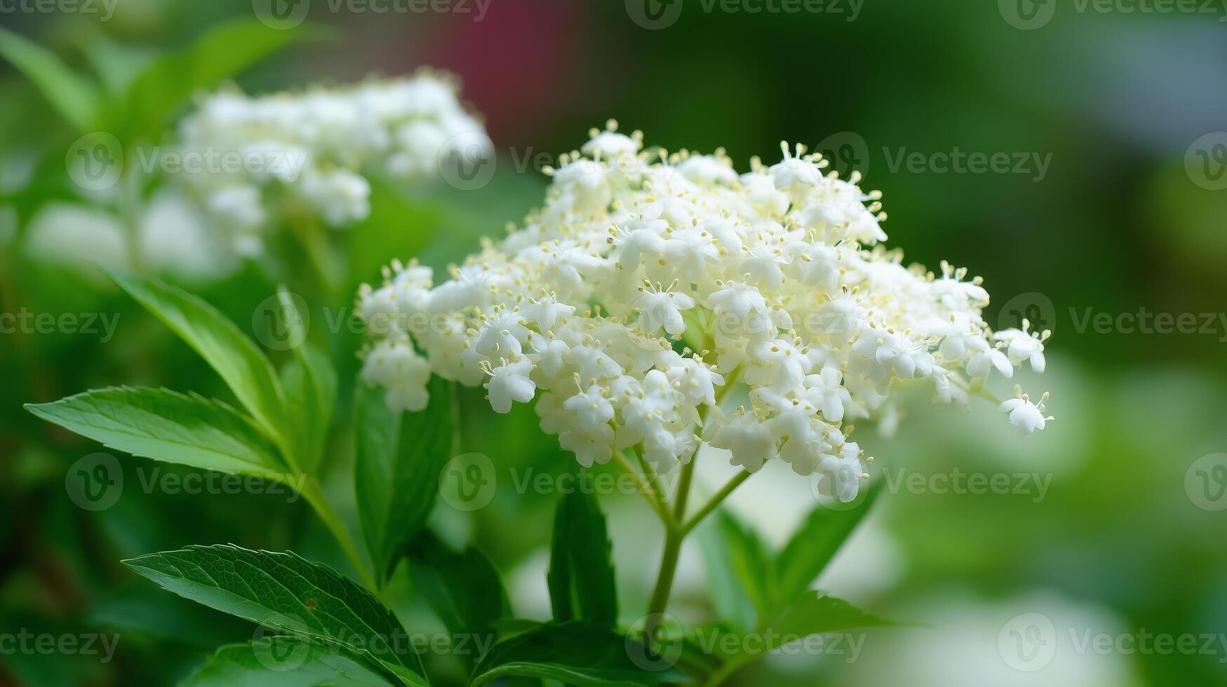 Beautiful white flowers blooming on lush green foliage during a sunny spring day in a garden setting photo
