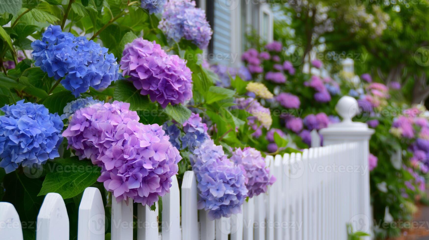 Beautiful hydrangeas blooming beside a white picket fence in a tranquil garden setting photo
