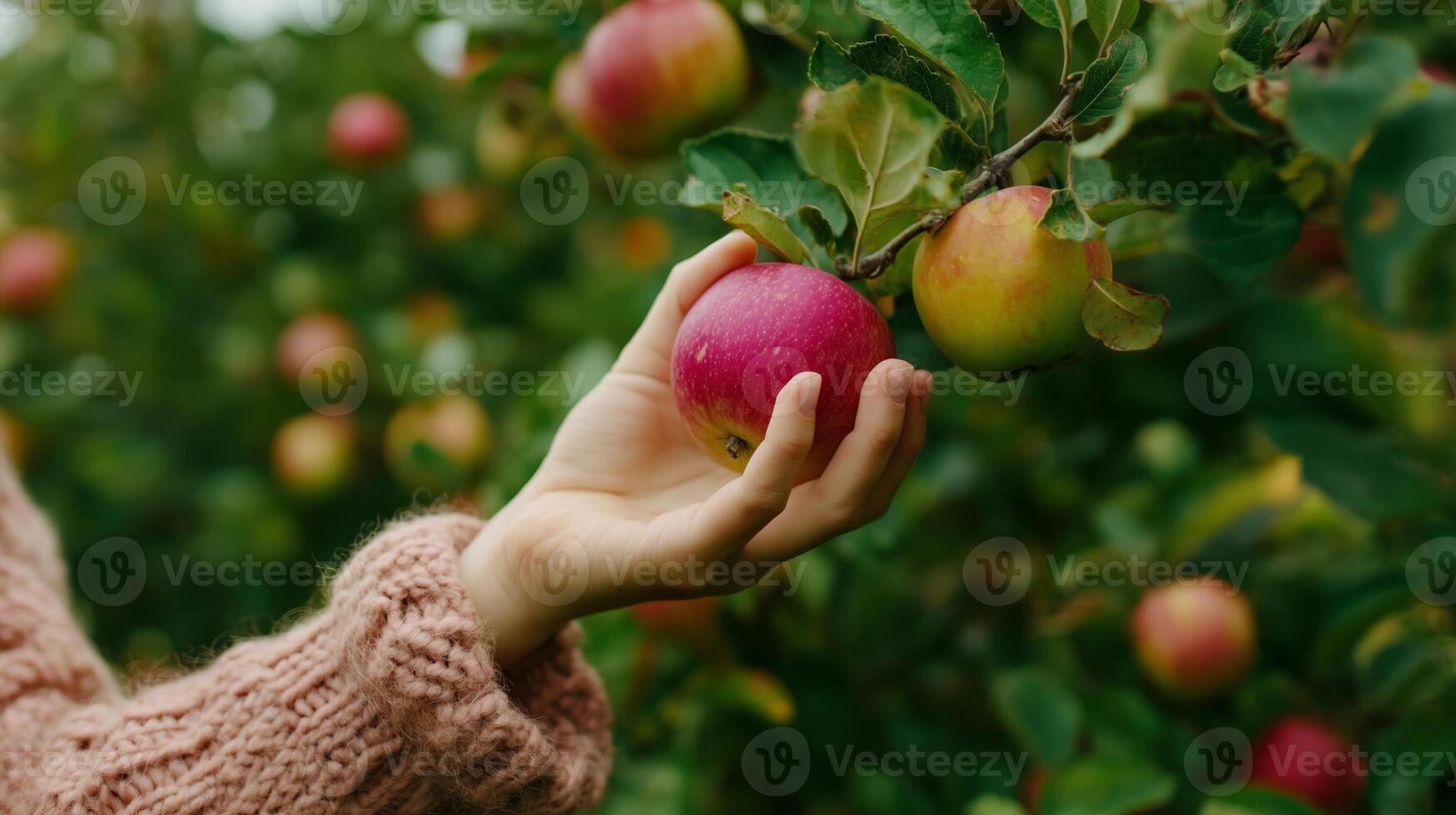 Hand picking red apples from a tree in a lush orchard during a sunny autumn afternoon photo