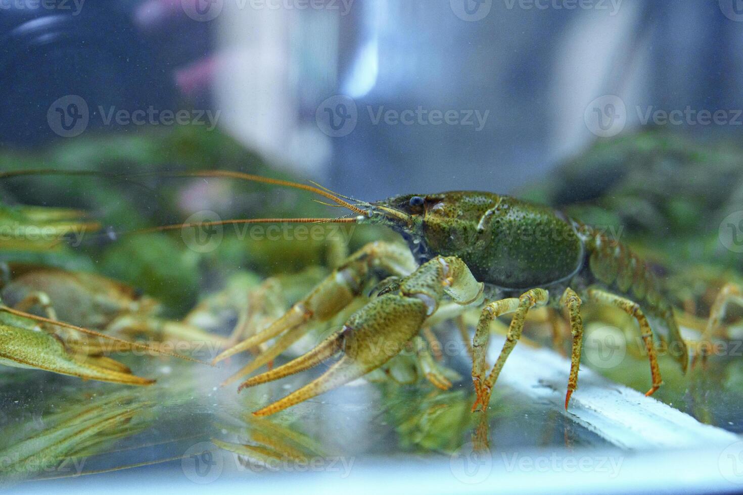 Crawfish displayed in a tank at a seafood market in the afternoon light during a busy weekend photo