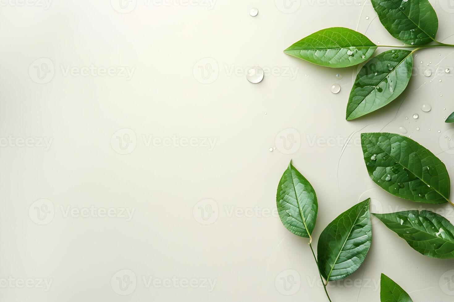 Green leaves on white background with water drops photo