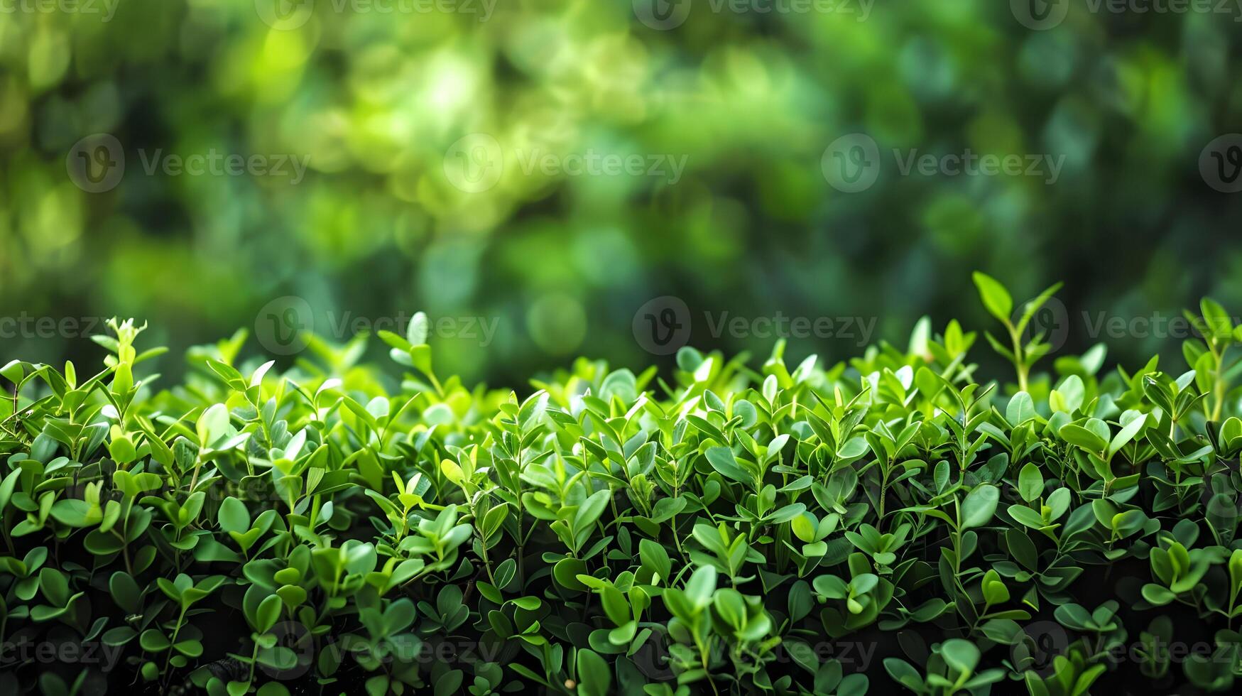 A close up of a hedge with green leaves photo