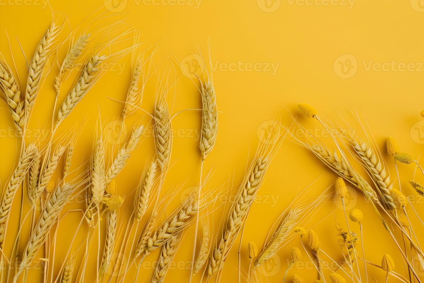Wheat on yellow background top view photo