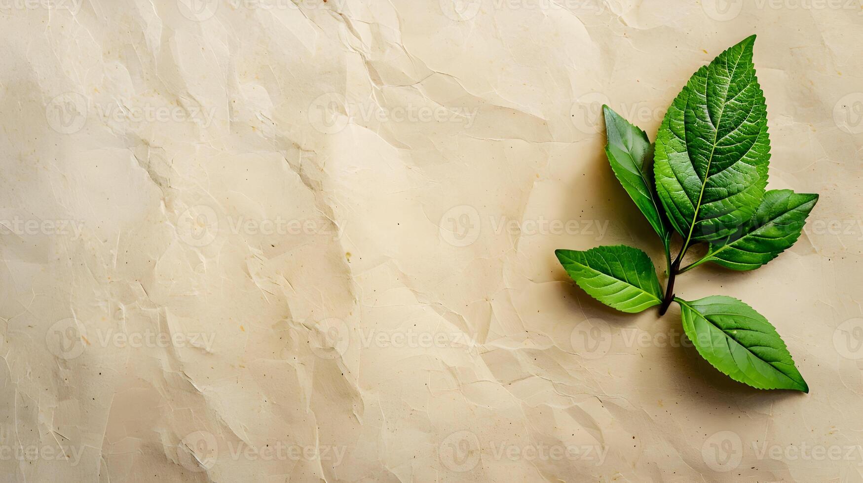 Green tea leaves on a paper background photo