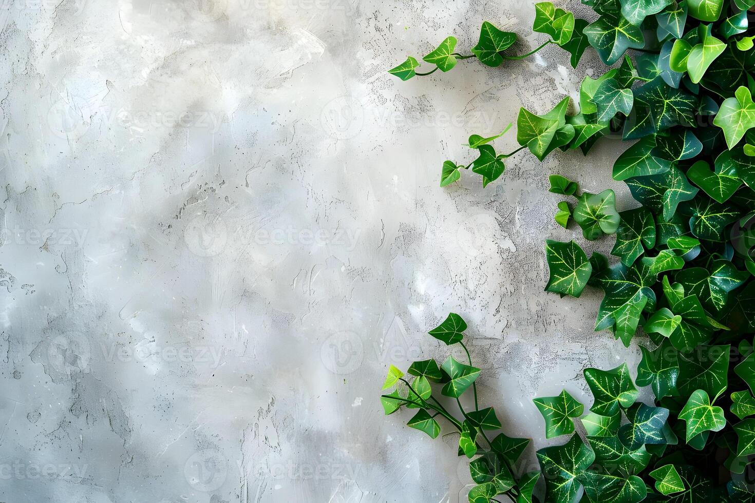 Green ivy on a wall with a white background photo