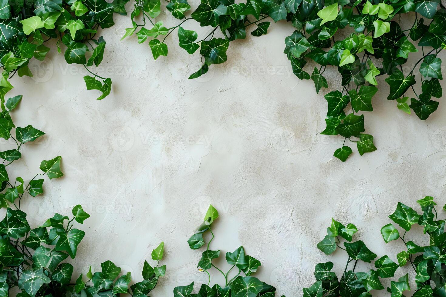 Green ivy leaves on a white wall photo