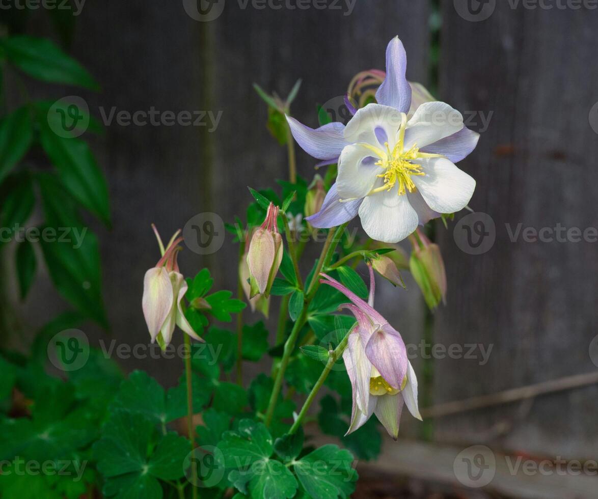 Delicate columbine bloom in garden s soft light photo
