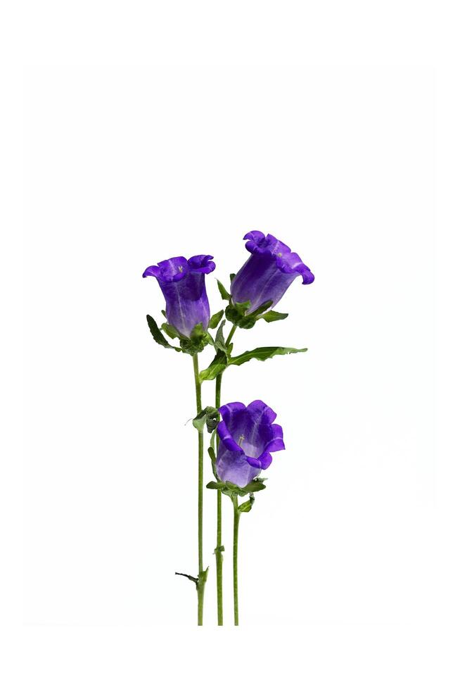 Delicate purple bellflowers bloom on a white photo