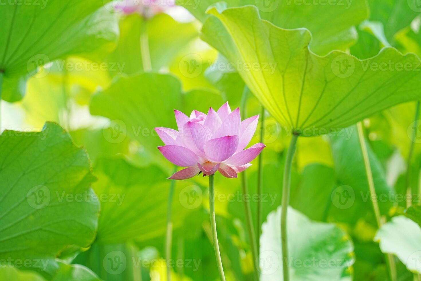 Serene pink lotus in radiant greens soft light photo