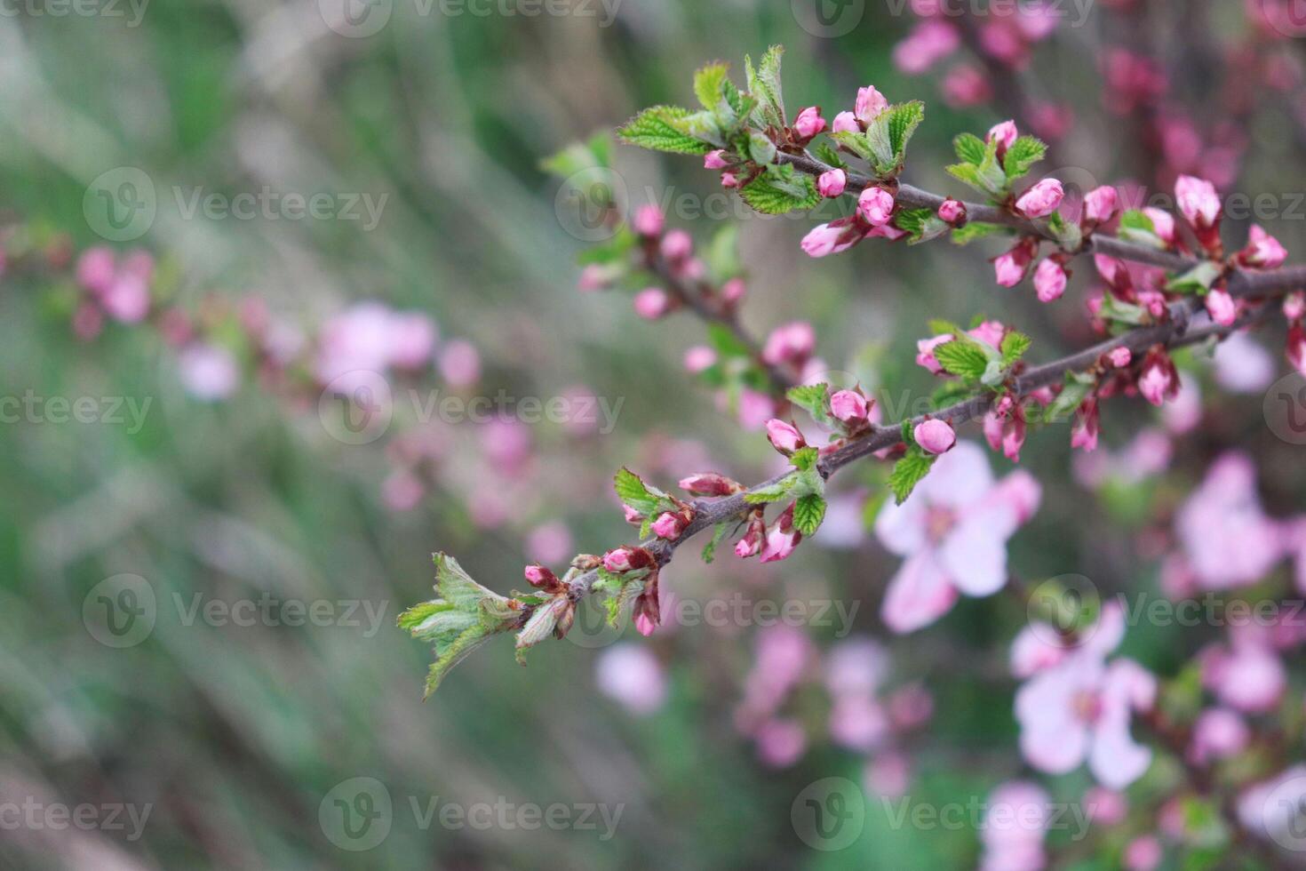 Spring bloom arrival new leaves and buds soft photo