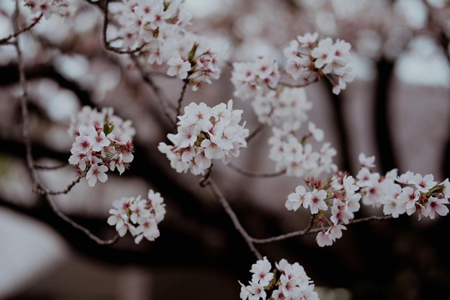 Gentle Cherry Blossoms blooming with soft light photo