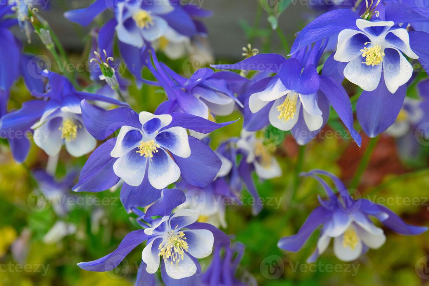 Vibrant Blue Columbine Flowers Blooming in photo