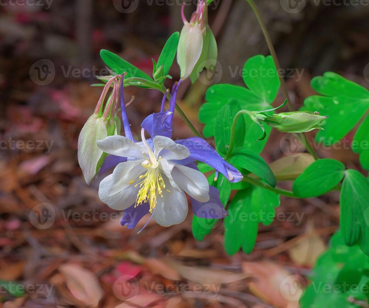 Graceful columbine blooms near foliage soft focus photo