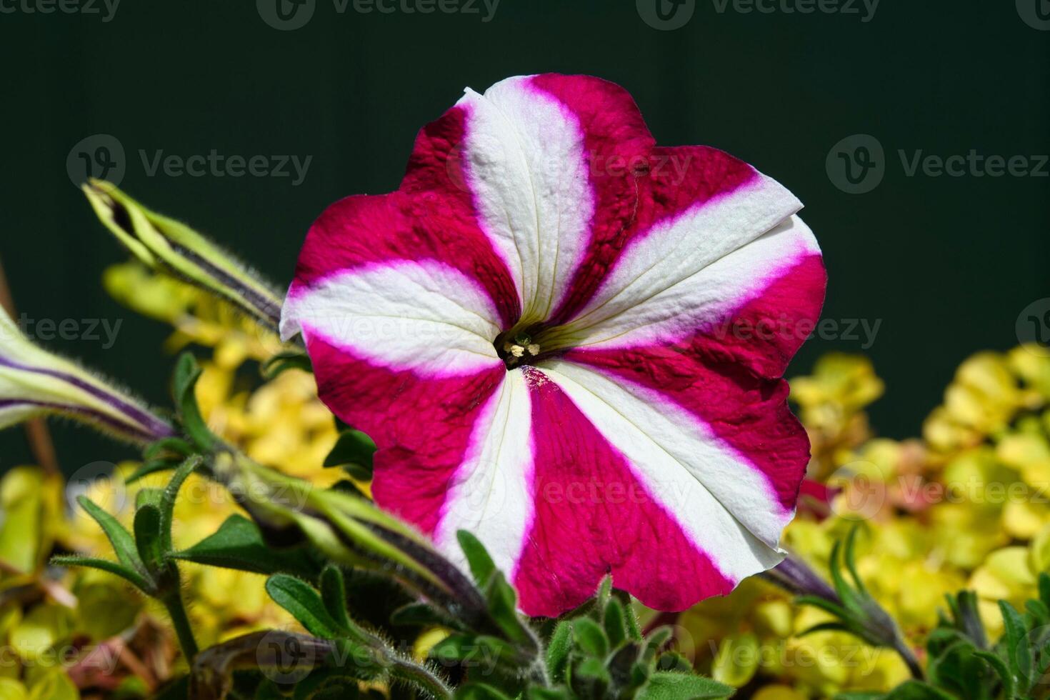 Striking petunia glows against dark backdrop close photo