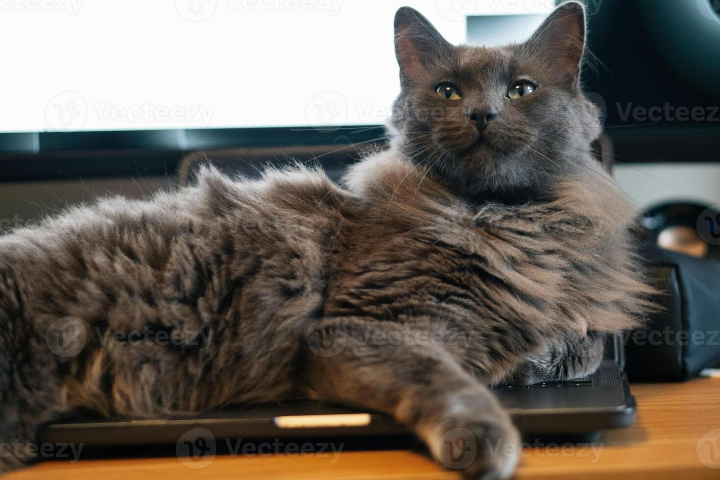 Cat working from home day on laptop with soft photo