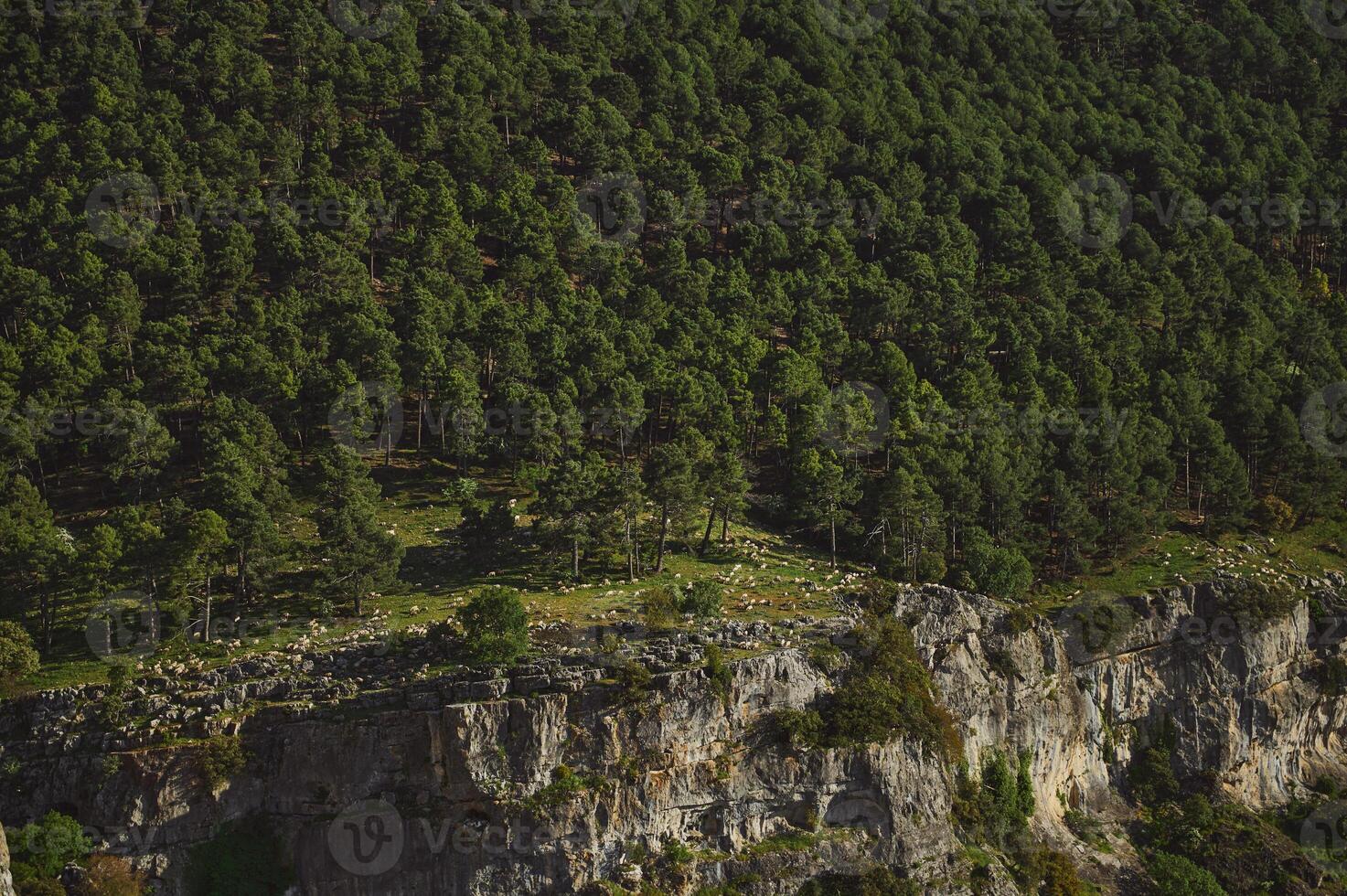 Sheep Grazing on a Rocky Cliffside Surrounded by a Dense Pine Forest photo