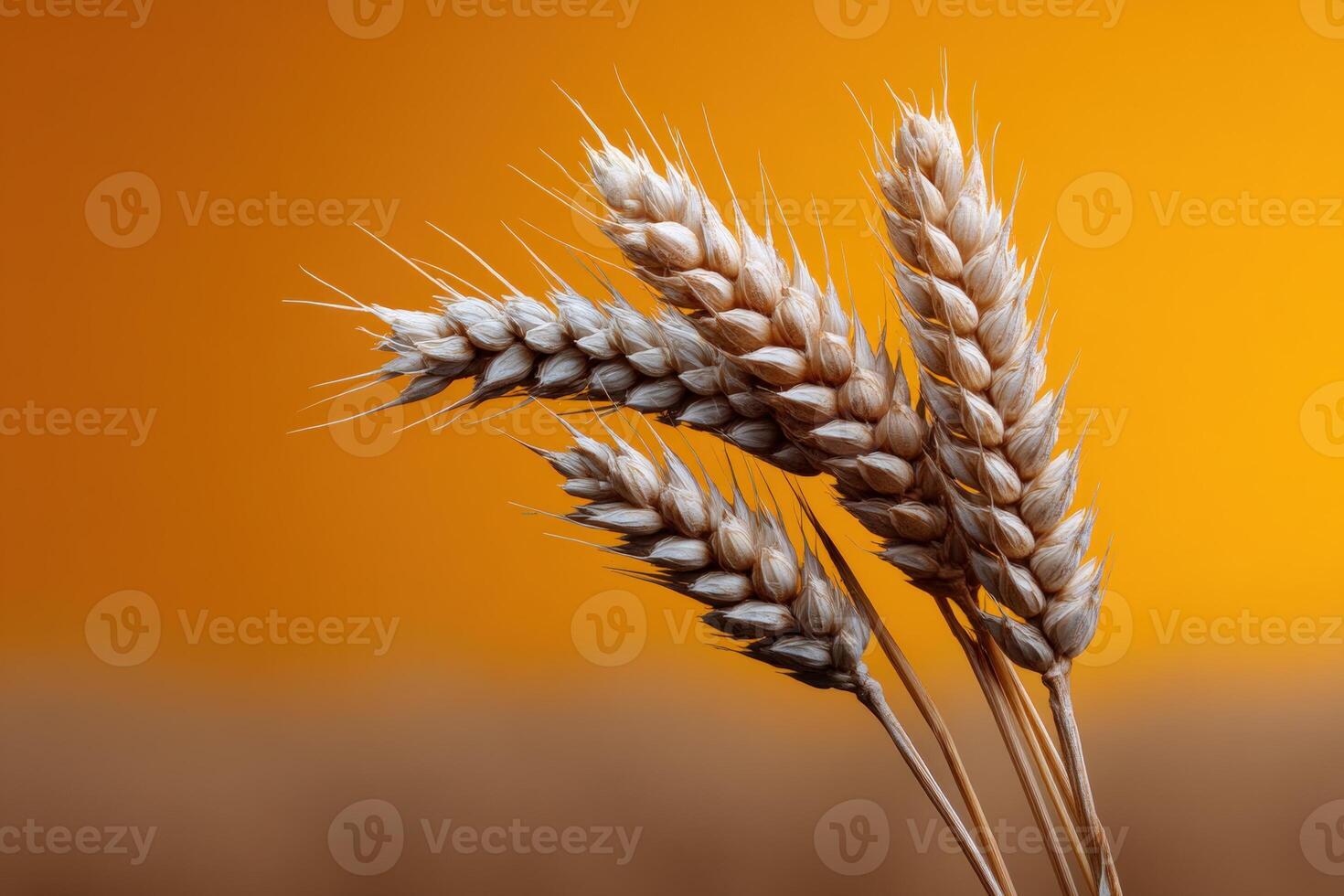 Wheat stalks against a warm orange background highlight nature's bounty and agricultural beauty photo
