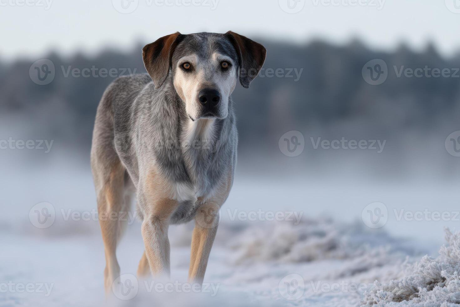 Dog walking across invisible temperature border on a snowy landscape at dawn photo