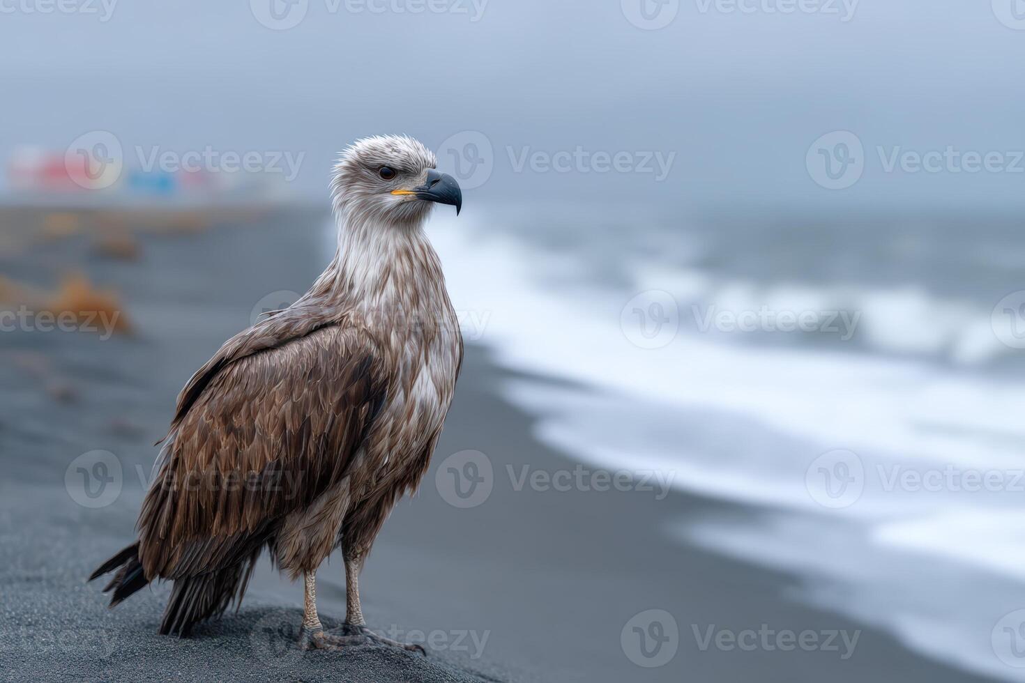 Bird struggles to walk on dark sand near the shoreline under a cloudy sky photo