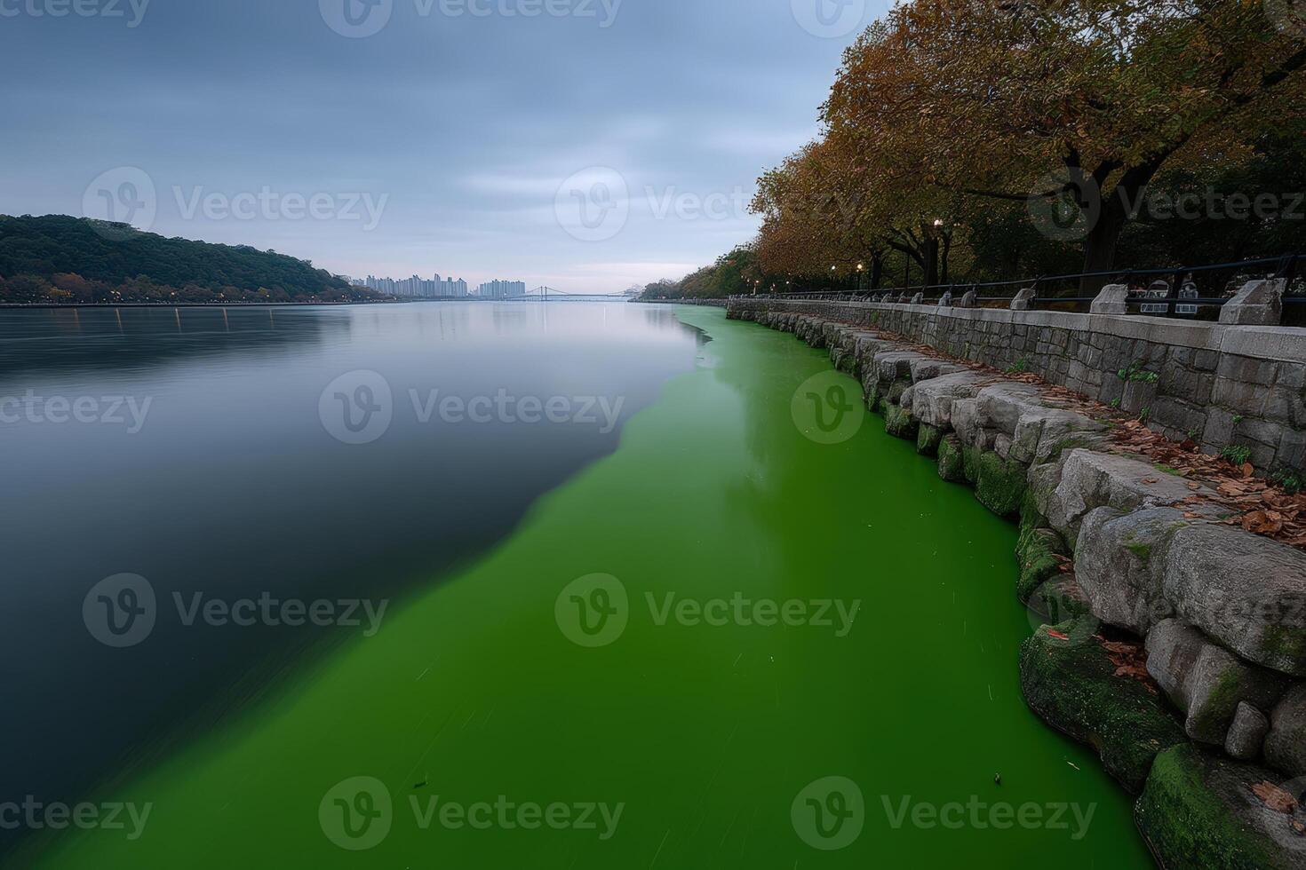 Algae bloom engulfs lake surface during early morning hours in a serene landscape photo