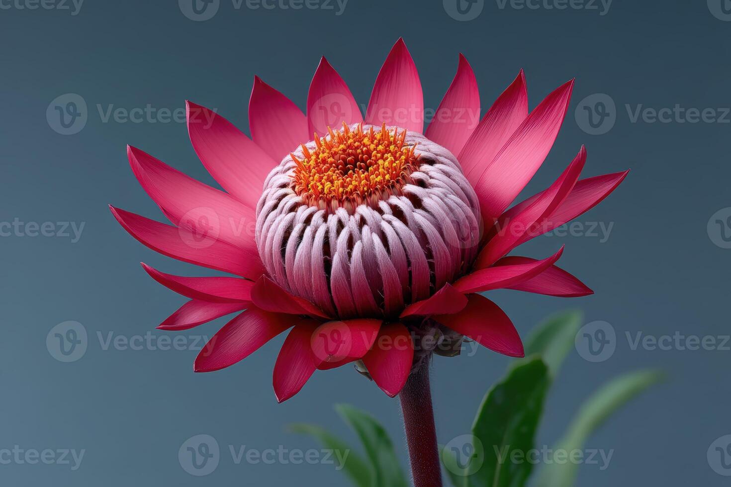 Vibrant petals of a blooming flower showcasing unique patterns and colors in natural light photo