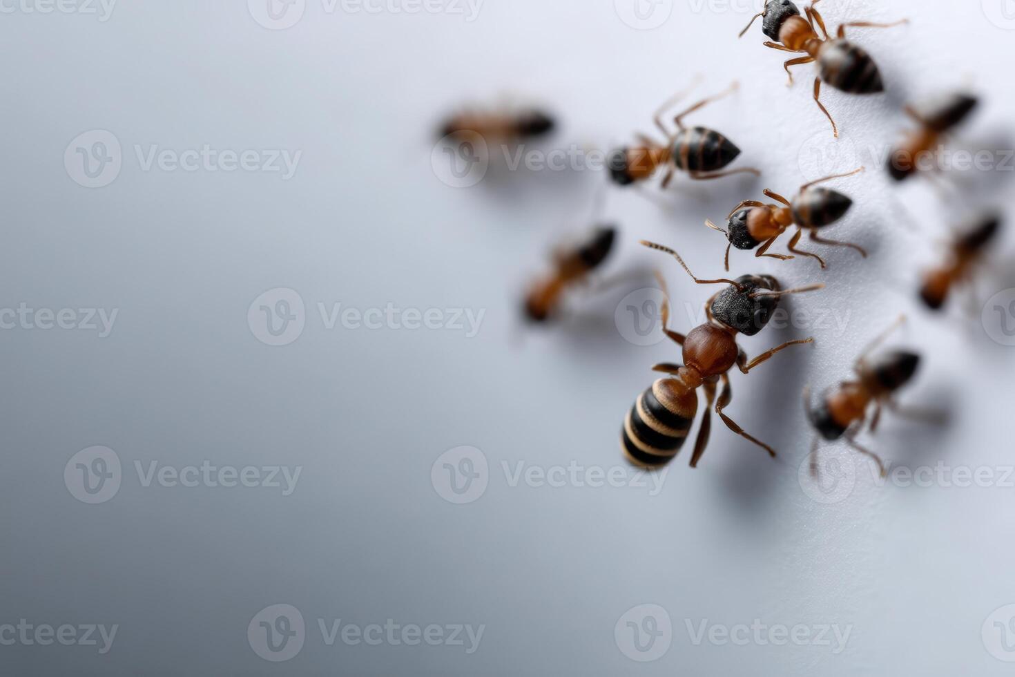 Colony of ants organized in a structured pattern resembling an urban layout photo