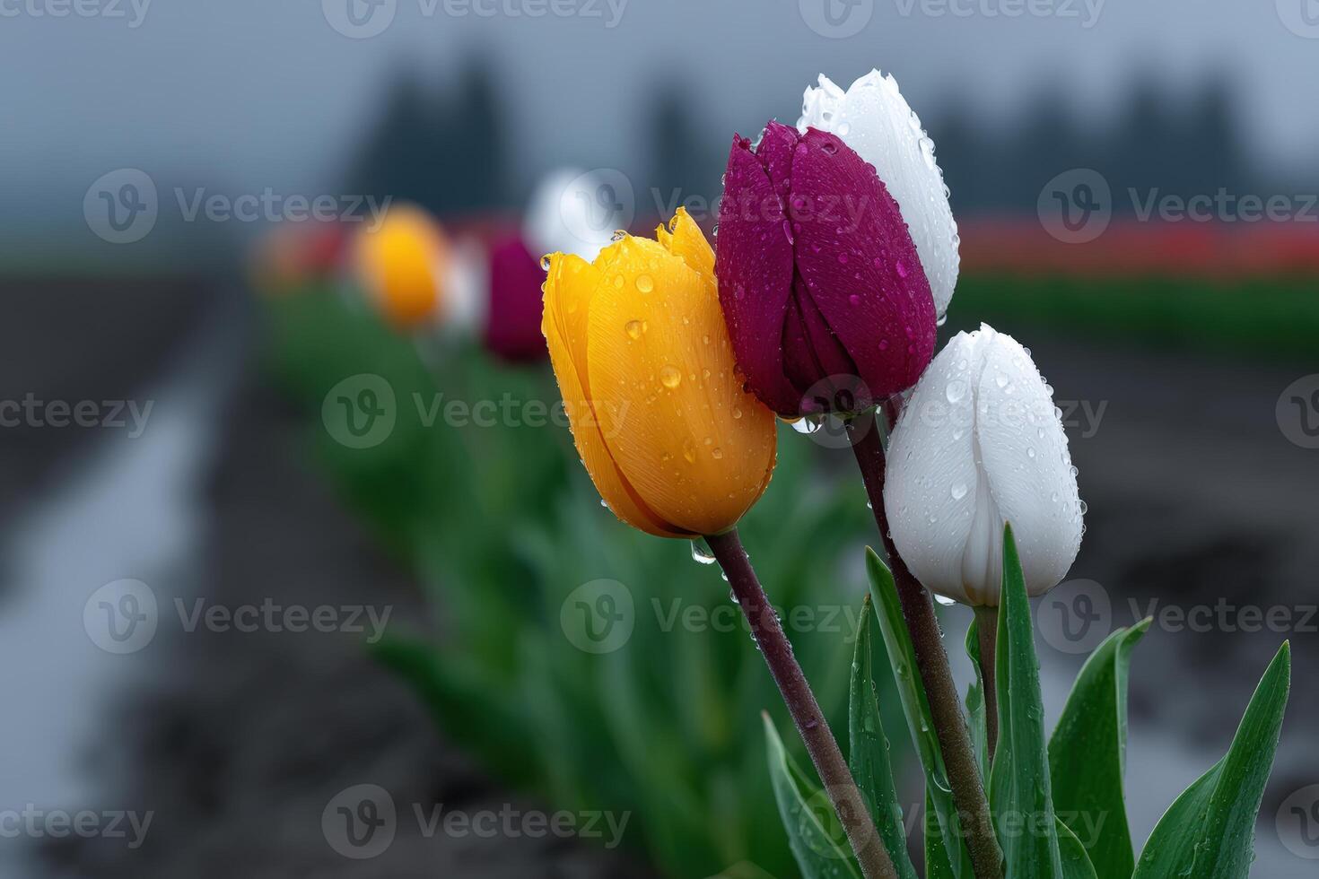 Rain falls on vibrant tulip fields in spring, creating a serene and refreshing atmosphere photo