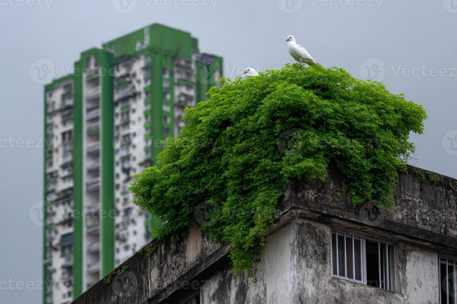 Skyscraper covered in moss with birds perched on top in an urban area photo