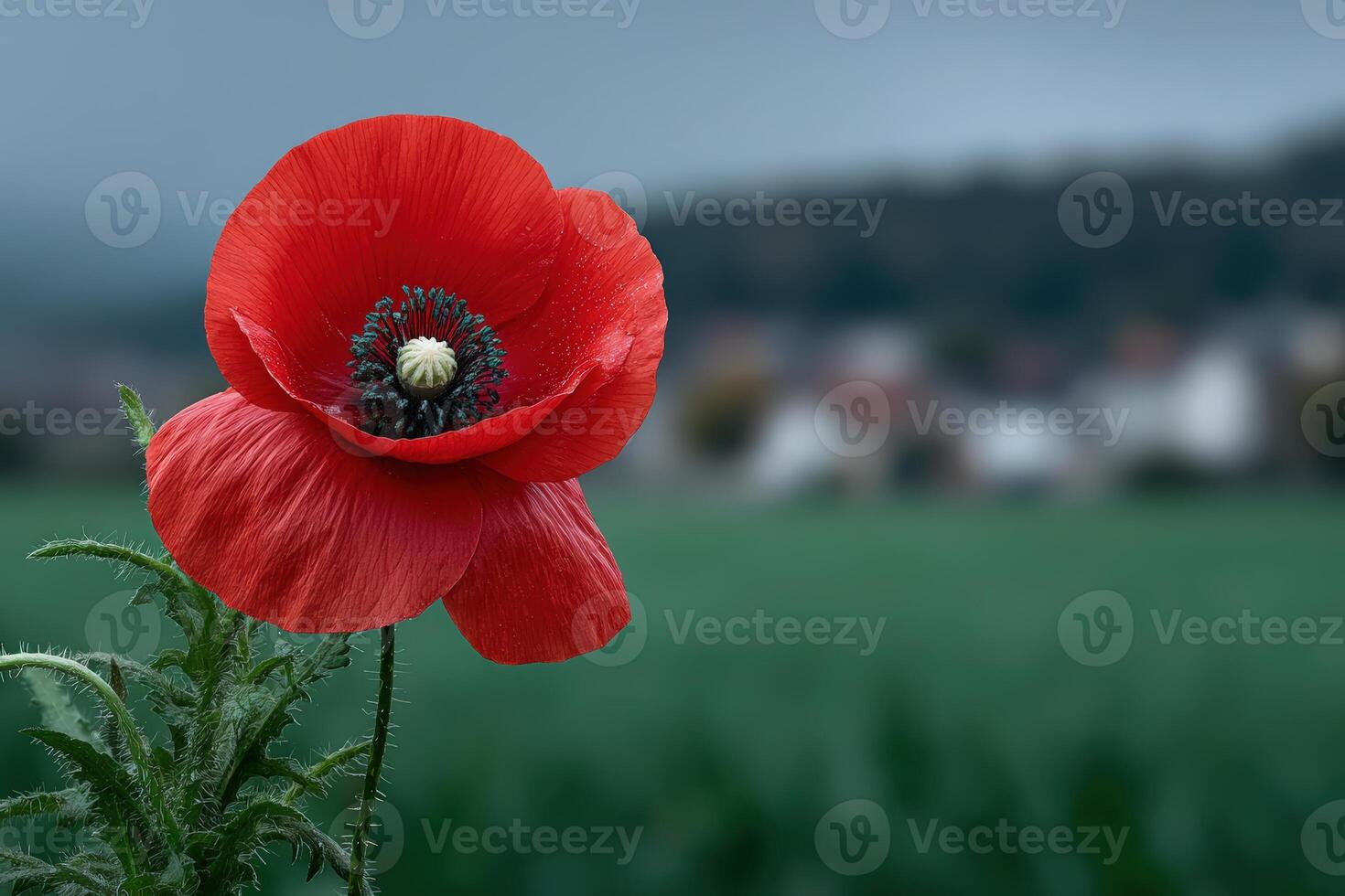 Close up view of a vibrant red poppy flower against a blurred landscape background photo