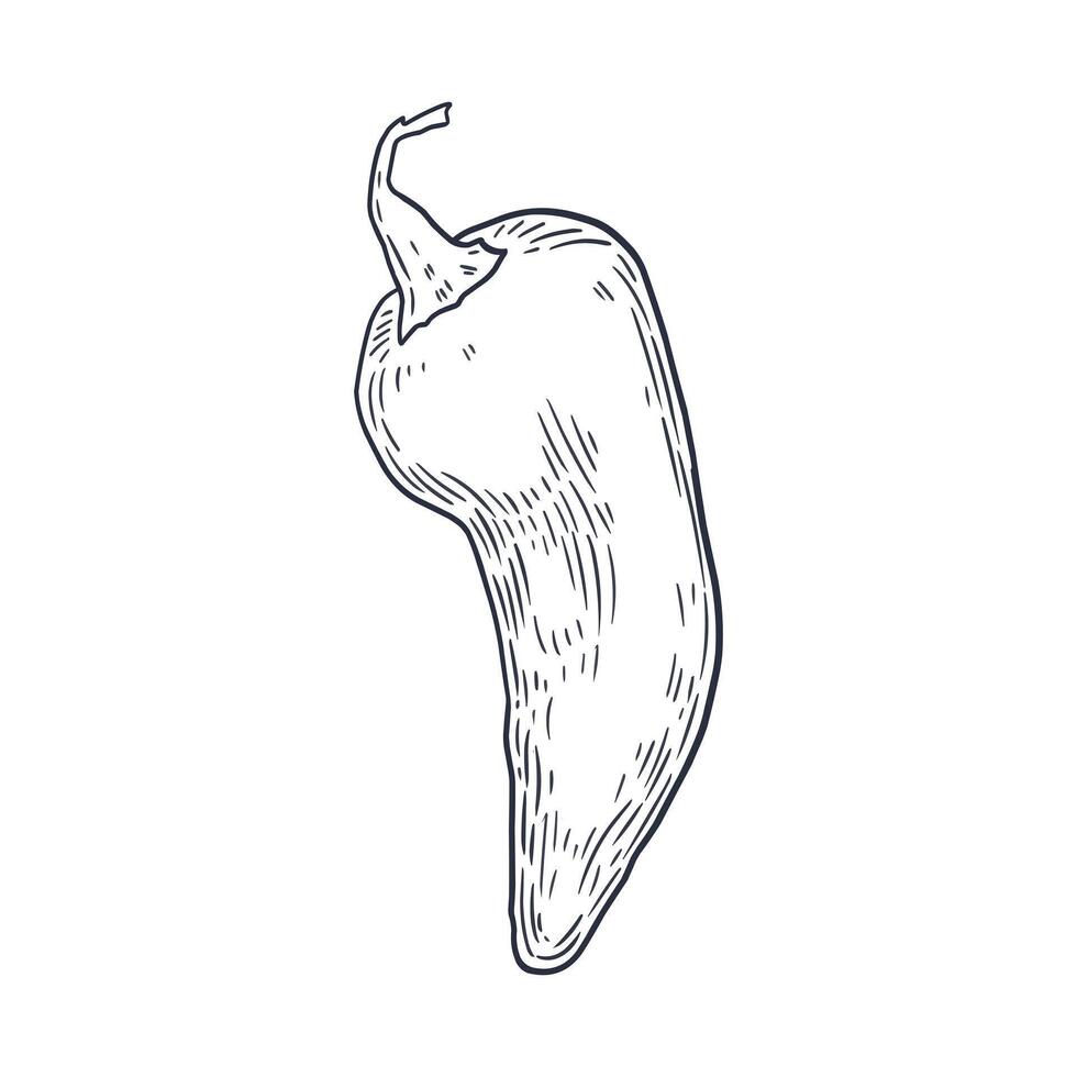 Vintage style black and white engraving illustration of chili pepper. Detailed hand-drawn ideal for food packaging, spice labels, cookbooks, farm market branding, and culinary design. vector