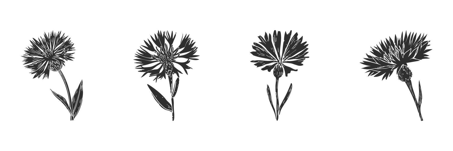 Silhouette Of Cornflower Blooms Set. Botanical Art And Nature Illustration Collection Isolated Illustration Collection vector