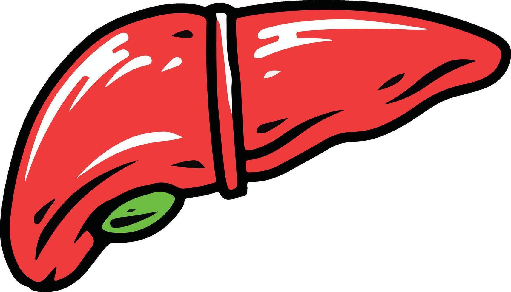 liver illustration human organ vector