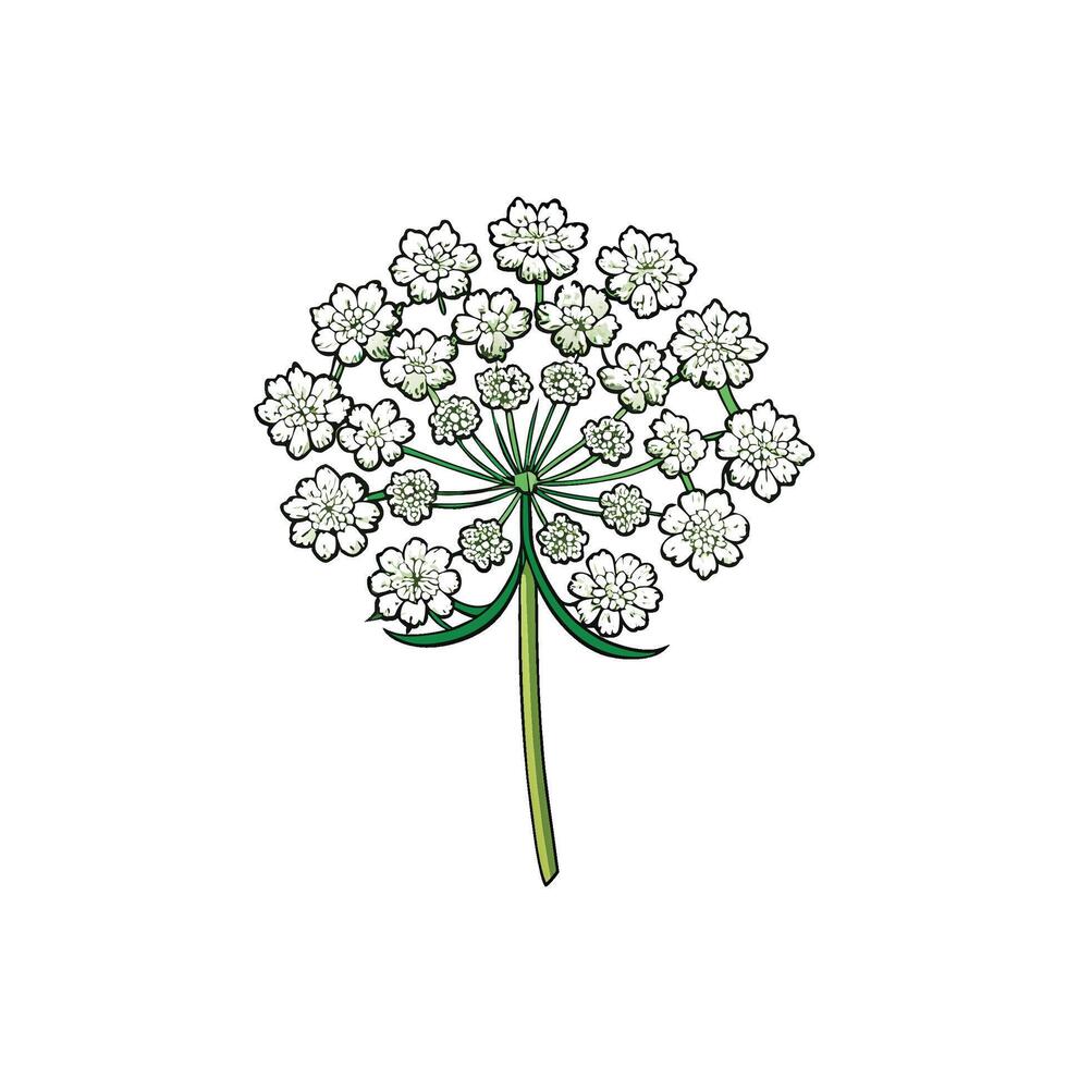 Elegant white queen annes lace flower illustration with stem vector