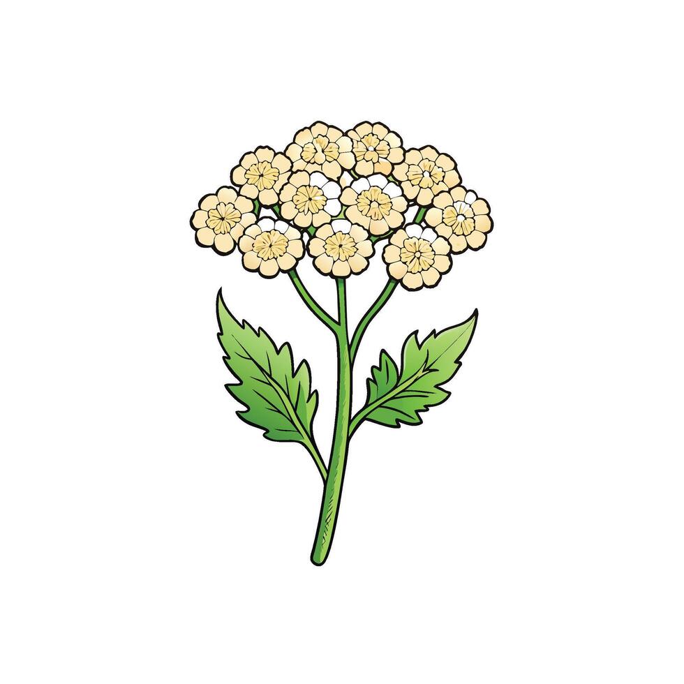 Cartoon style Yarrow flower illustration with stem and leaves vector