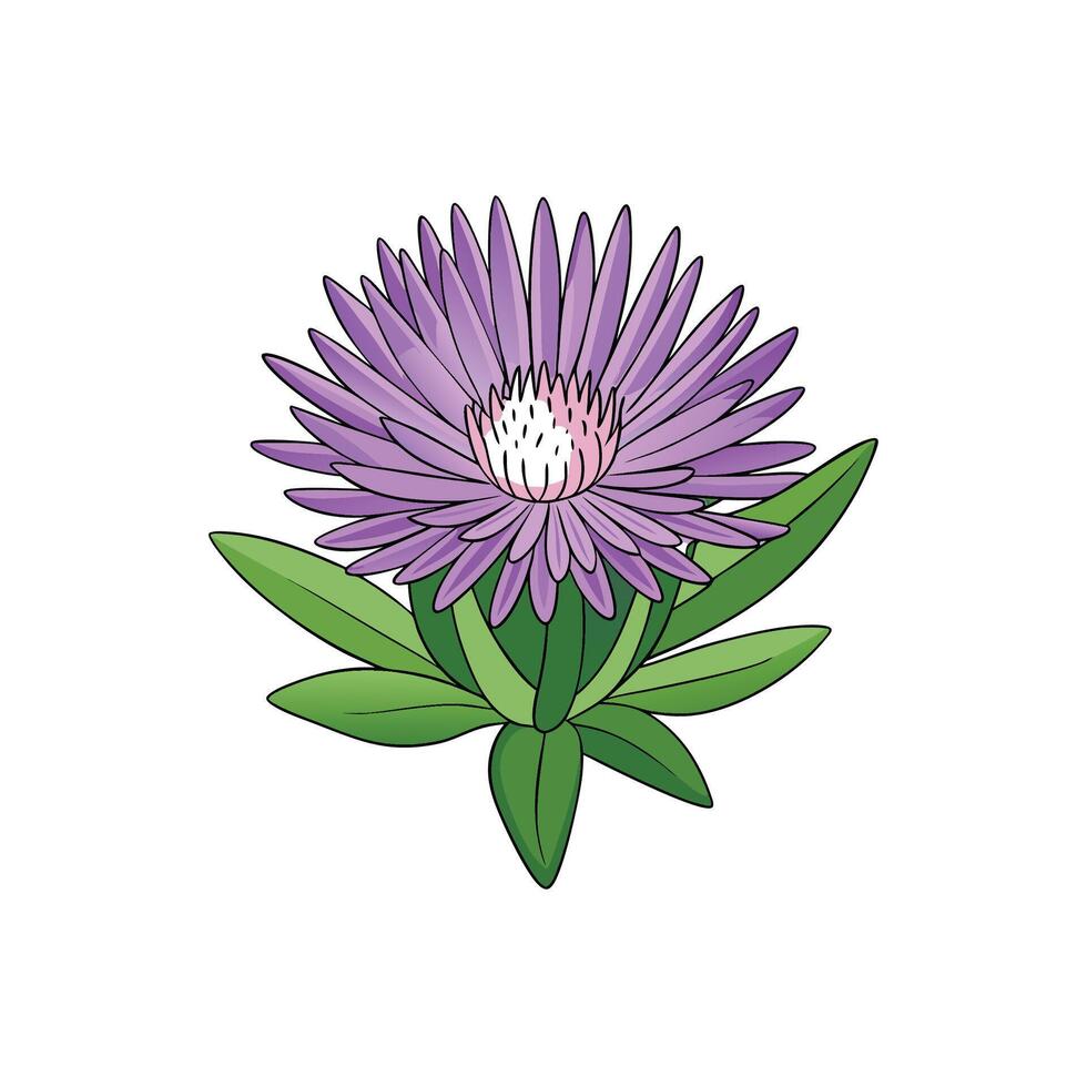 Isolated illustration of a single purple aster flower and leaves vector