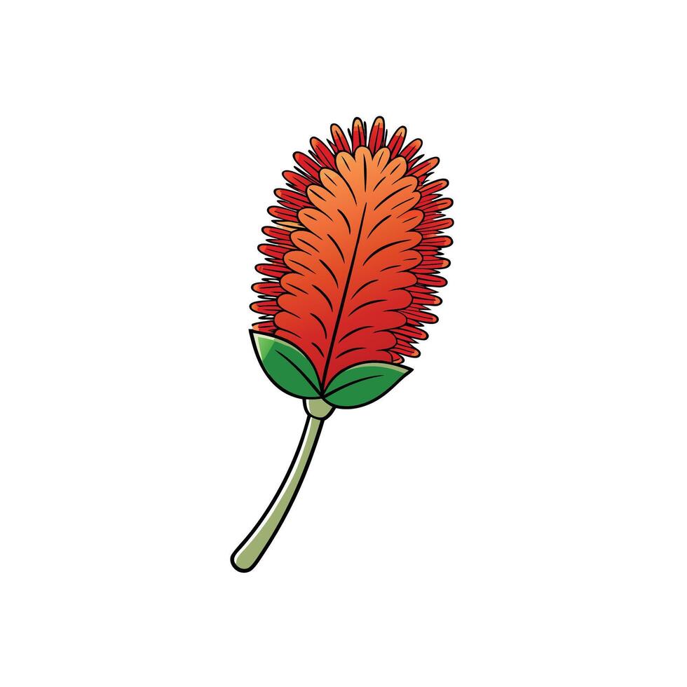 Bright illustration of orange bottlebrush flower on white background vector