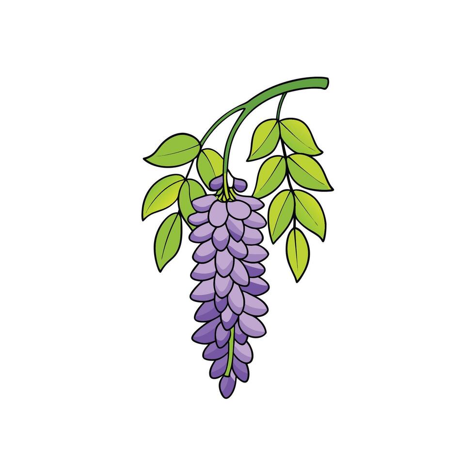 Stylized wisteria branch with green leaves and purple flowers vector