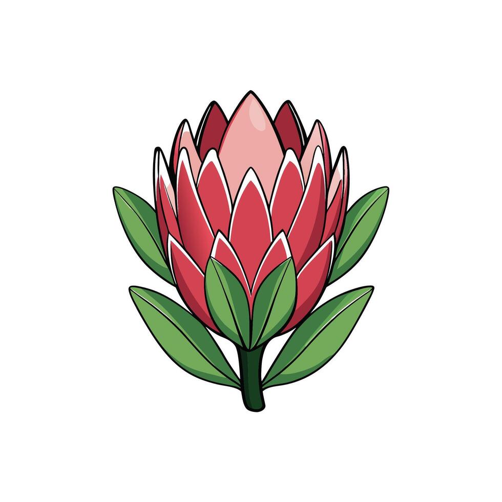 Isolated Protea Flower with Green Leaves, Cartoon Style Design vector