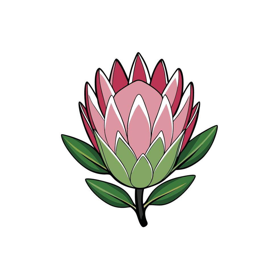 Stylized Protea Flower Illustration with Bold Outlines Isolated vector
