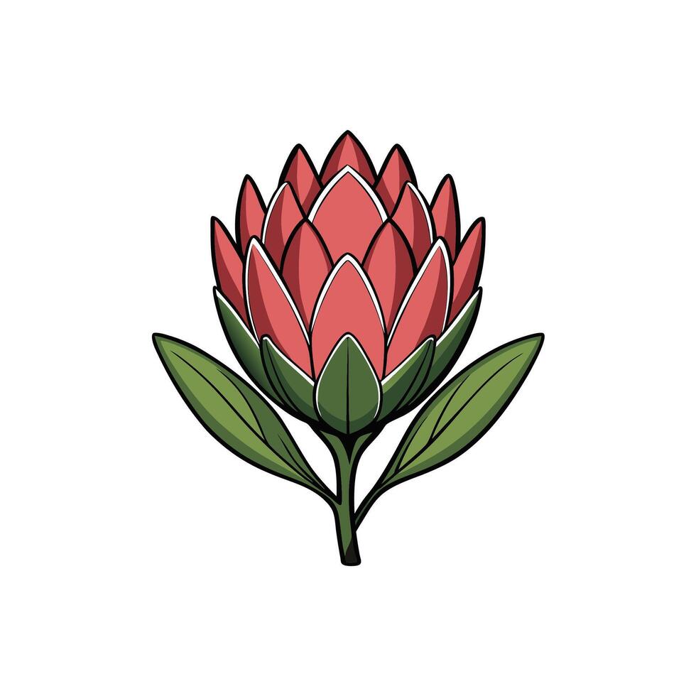 Stylized Protea Flower Graphic on White Background vector