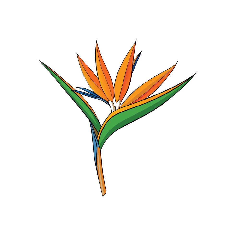 Stylized Bird of Paradise flower illustration. Depicts vibrant colors with black outlines on a white background. vector