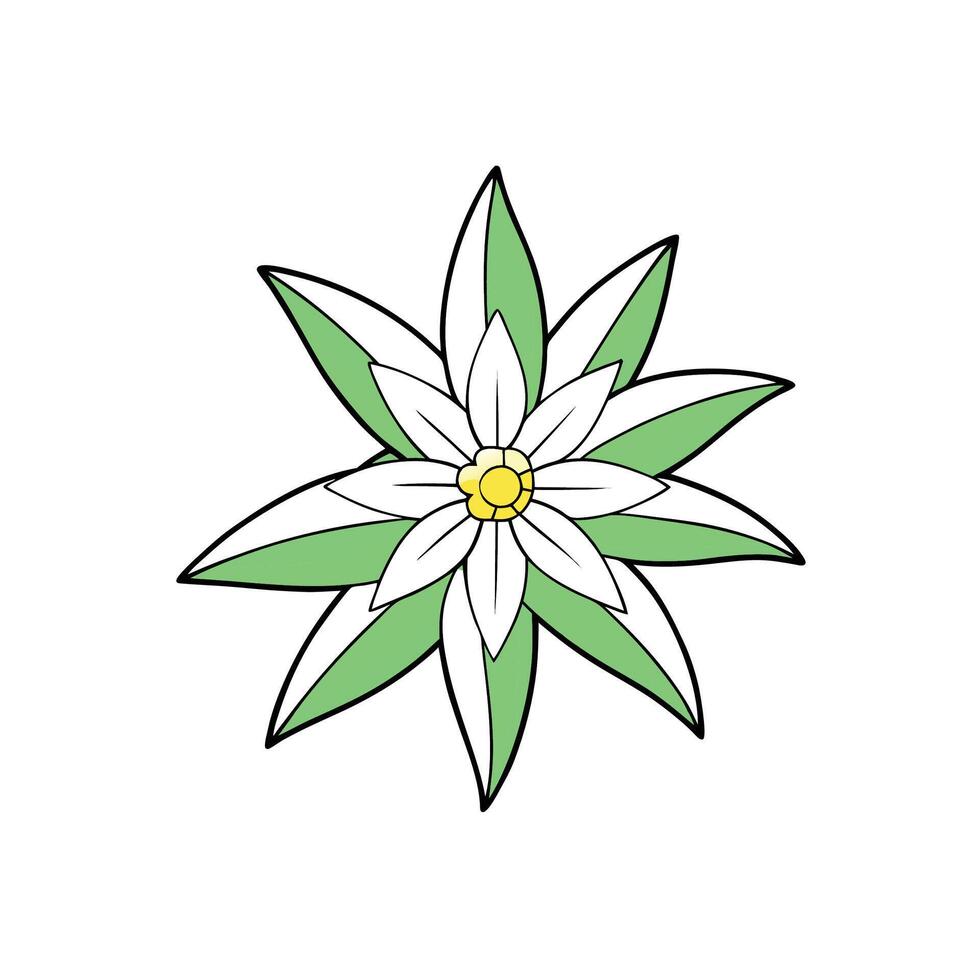 Isolated edelweiss flower blossom with leaves on white backdrop vector