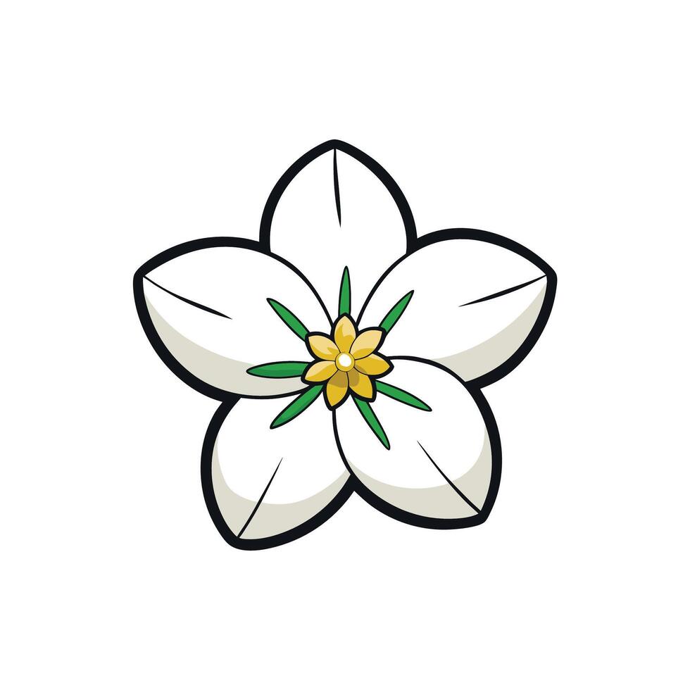 Isolated FivePetal White Flower with Golden Center Illustration vector