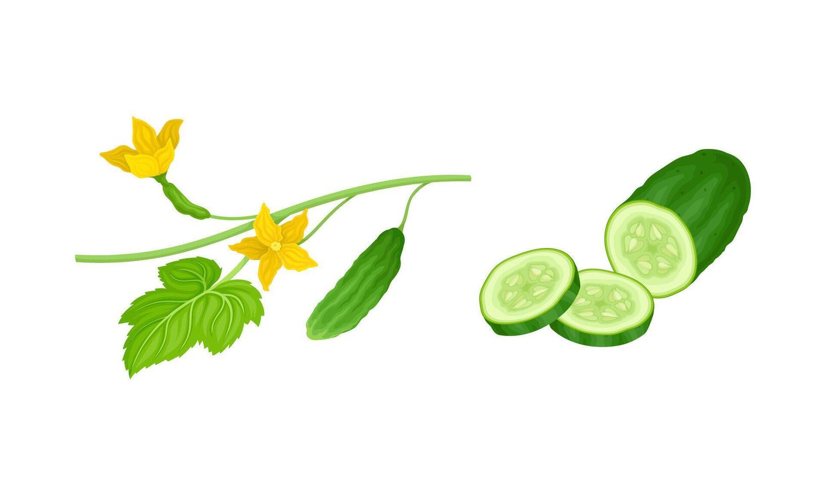Cucumber plant with green stem, leaves, flowers and ripe sliced vegetable cartoon illustratio vector