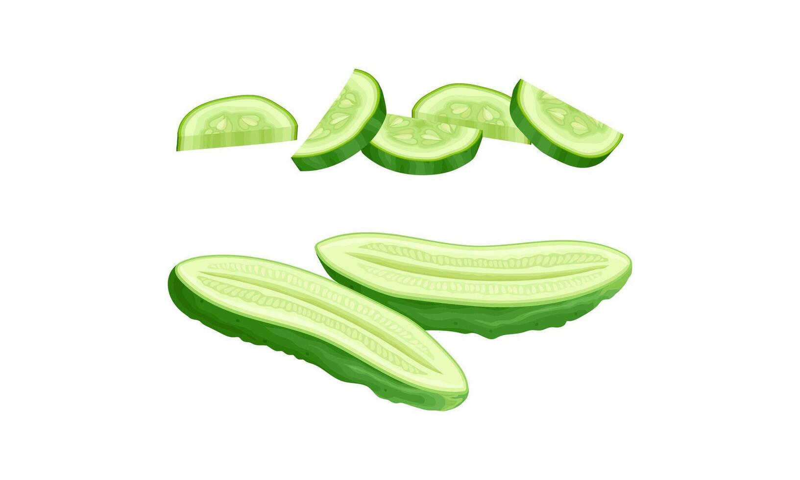 Fresh sliced cucumber. Pieces and half of green vegetable illustration vector