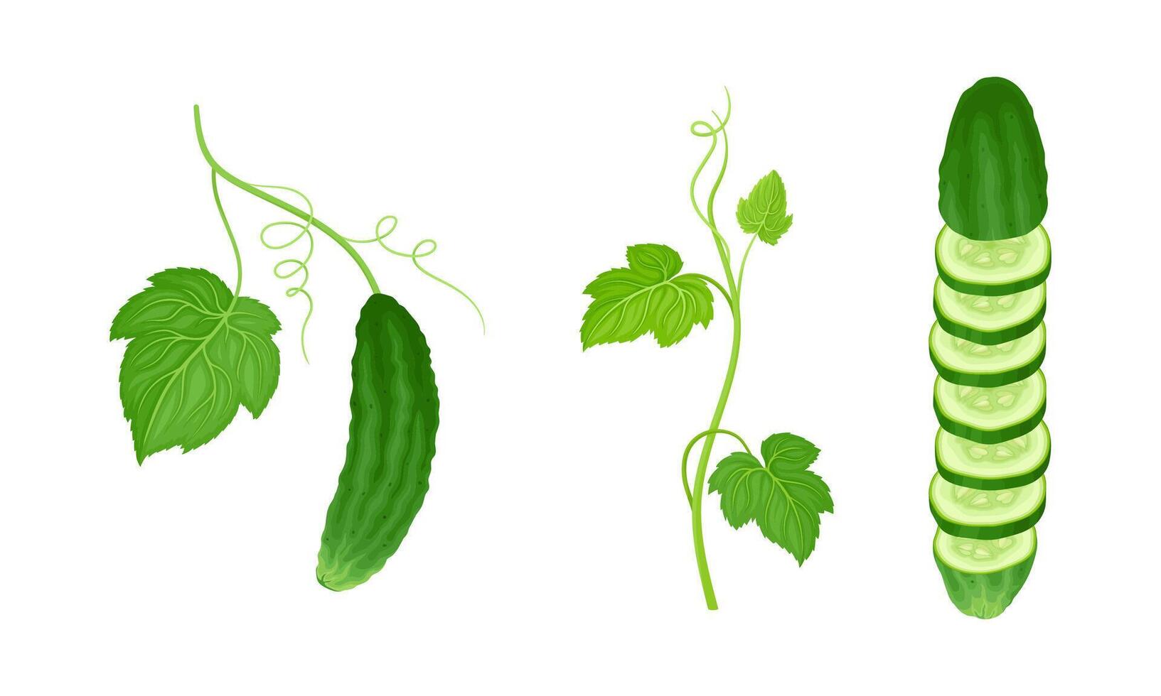 Cucumber plant with green stem, leaves and fresh ripe sliced vegetable illustration vector